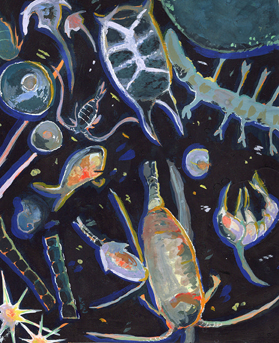 Plankton